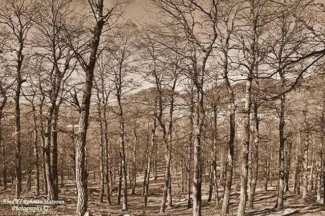 Fascinated by autumnal vibes of the oak forest in the North 🍁🍁🍁 | Like... (غابة العزر-القموعة)