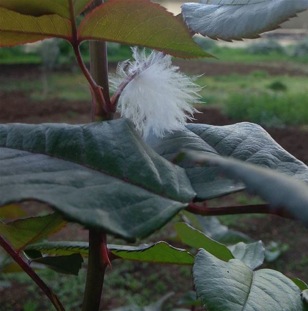 Feather stuck between flower leaves photographer livelovelebanon feather...