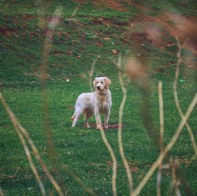 'feed a dog for 3 days; he’ll remember u for 3 years...feed a human for 3... (El Laklouk, Mont-Liban, Lebanon)