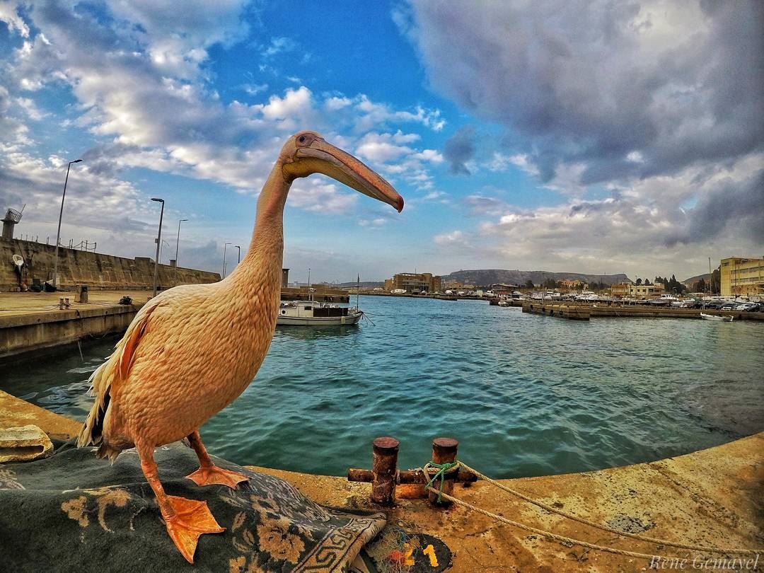 Feed me 🐟🐠  animal  birds  swan  pier  boats  fishingboats  fishingday ...