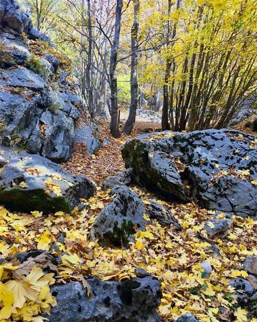 Feel the  magic of  Christmas while  hiking in  JabalMoussa. unescomab ...