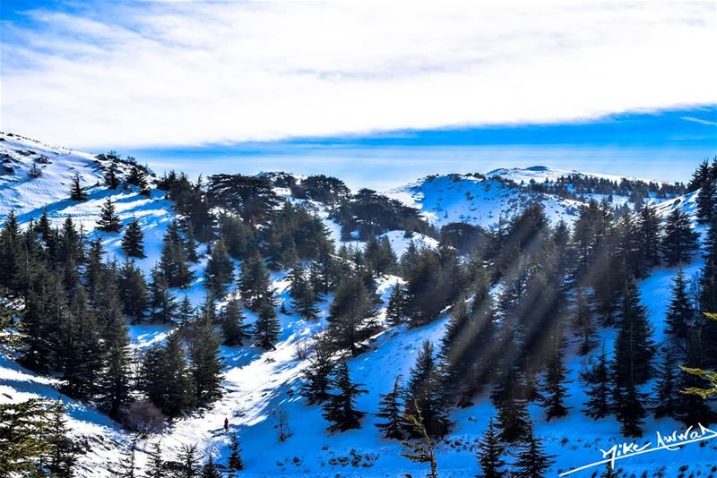 Feel the peace...  beautiful  barouk  lebanon  snow  winter  photography ...