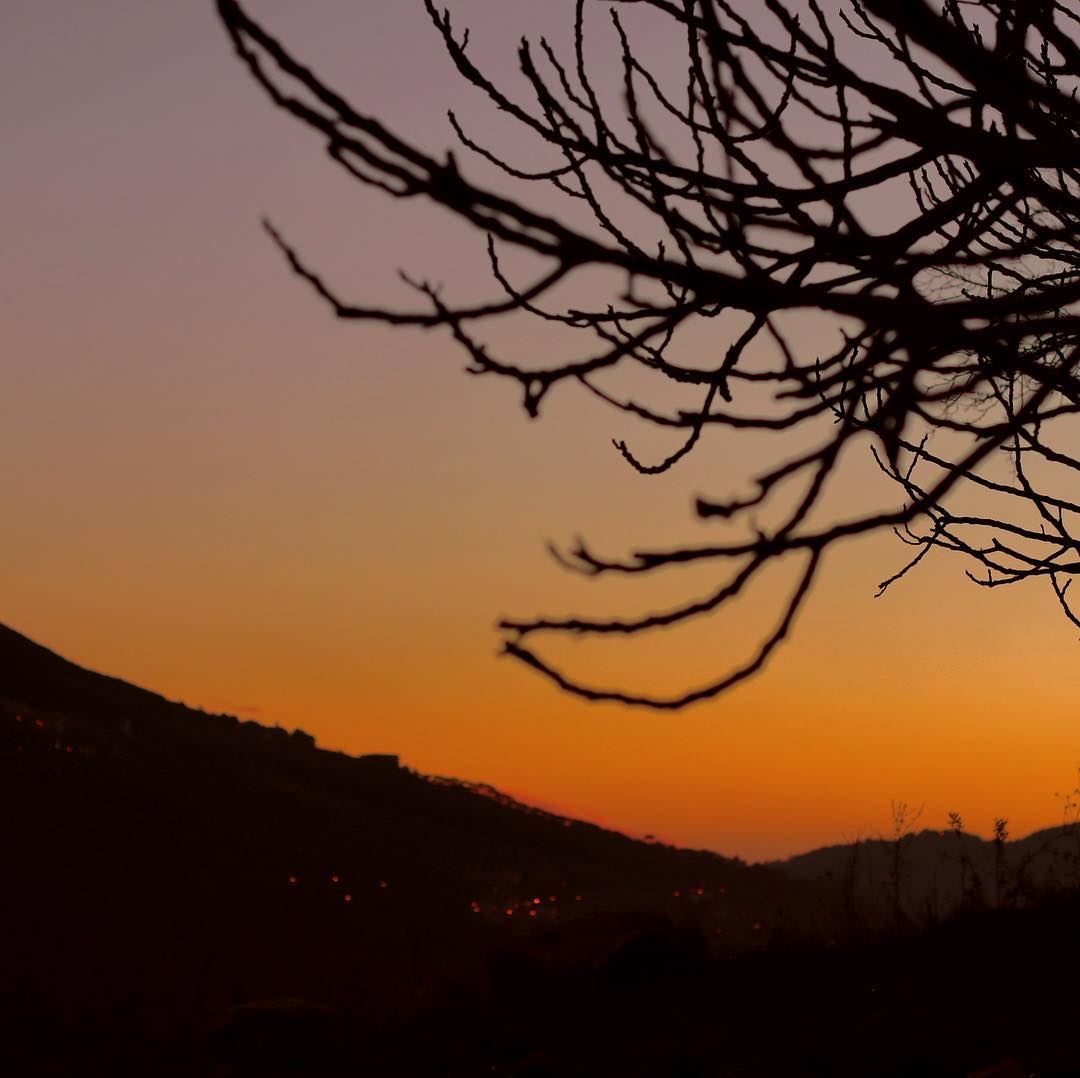 Feeling mixed like branches in a beautiful Lebanese sunset  lebanon ...