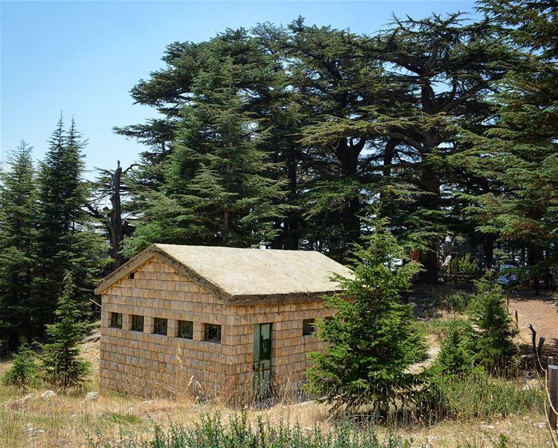 Feels like home...  loves_lebanon  super_lebanon   ig_lebanon ... (Cedars of God)