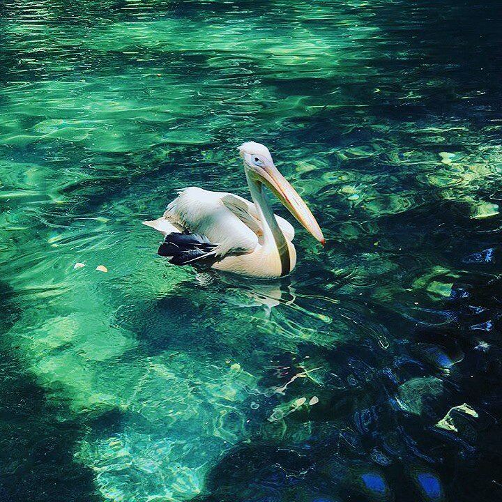 Few weeks left to have our pelican back to the water! We miss seeing him... (Shallalat Al Zarka شلالات الزرقا)