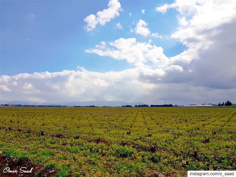  field  land  landscape  photographe  photooftheday  beqaa  lebanon ... (Lebanon)