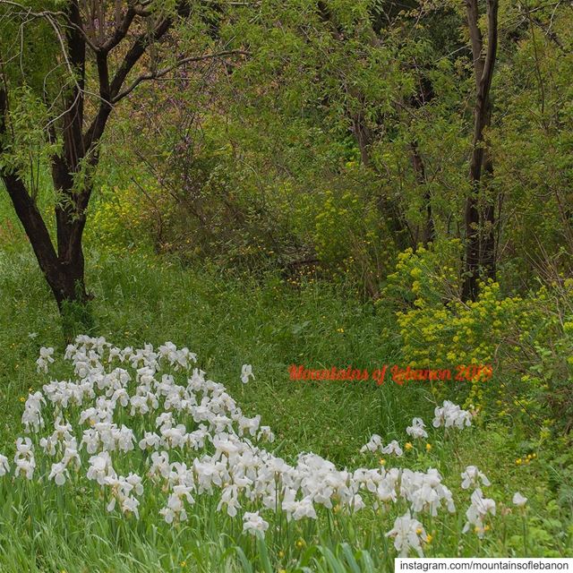 Field of Wild white Iris... flowers  iris  wildflowers  flowerfield ...