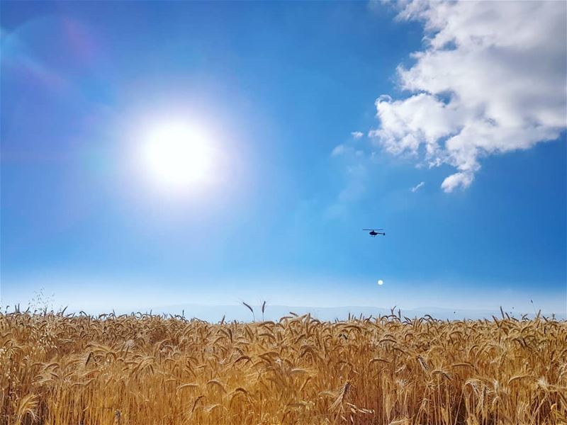 Fields of Gold! 🌾 (Beqaa Governorate)