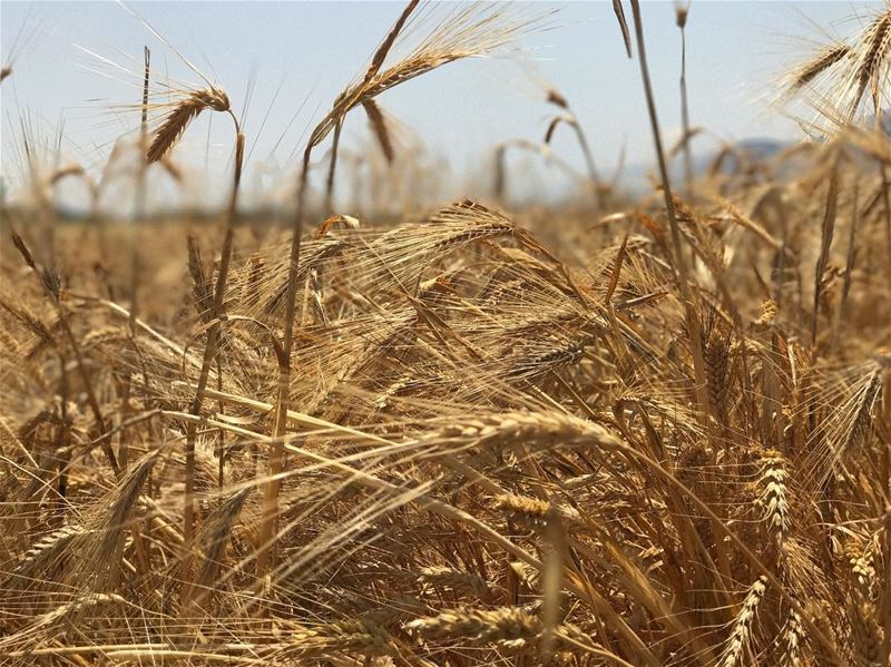 Fields of gold, up close🌾 (West Bekaa)