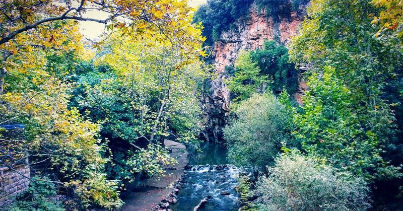  fiftyshadesofgreen 🍃... nature  river  leaves  trees ...