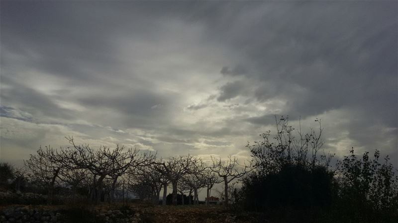 Fig trees waiting for the storm... (Hsarat)