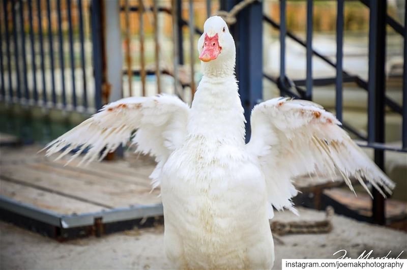 Fight?🤨  ducksofinstagram  lebanon  photography  photographer  photo ...