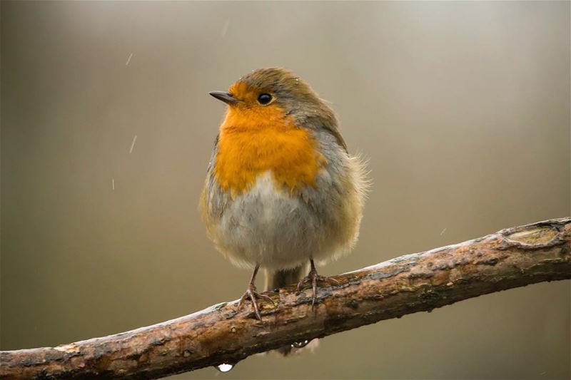 Fighting the rain for a grain...shot in  london  uk  hydepark  bird ...