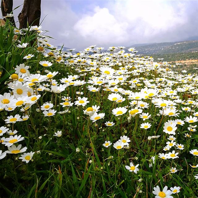 finally a bit of  spring 😍😍  chamaemelumnobile  daisy  daisies  flowers ...