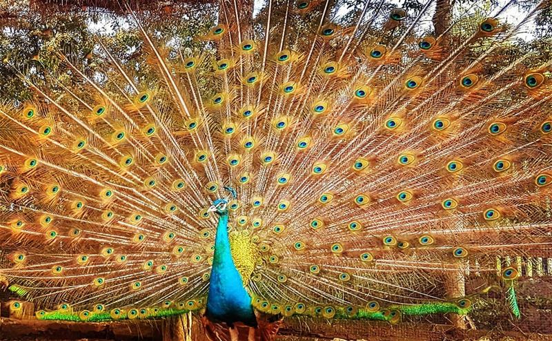 Finally managed to capture the moment.. what a beauty  peacock colors... (Dino City Prehistoric Park)