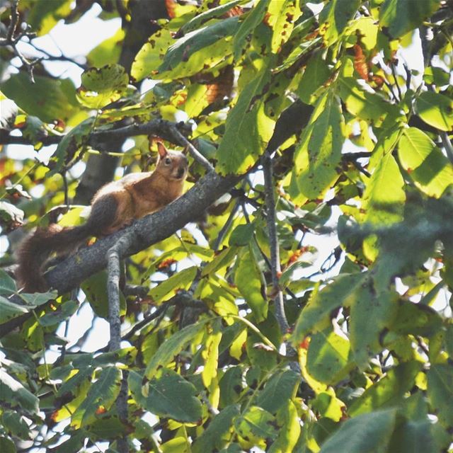 Finally ❤️😍🐿️ Squirrel ❤️ travel  traveling  socialsteeze  vacation ... (قموعة، فنيدق)