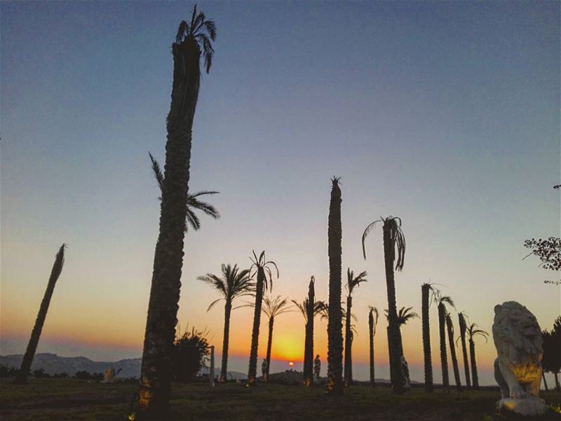 Find me under the palms🌴.... sun  sunsetporn  beautiful  beauty ... (Dar Shmizzin, Liban-Nord, Lebanon)