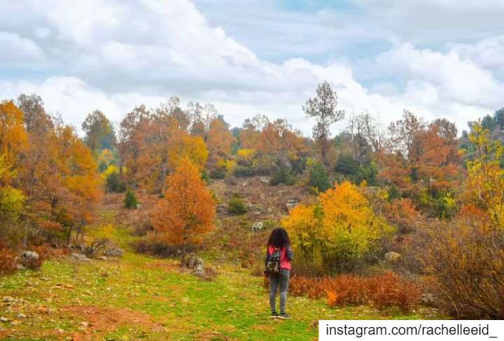 Find me where the wild things are🍁 nature  naturelover  naturetherapy ... (غابة العزر-القموعة)