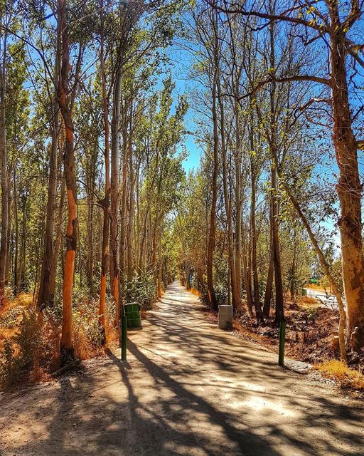Find ur own path  path  autumn  autumnleaves  trees  naturephotography ... (Jesuit Convent Deyr Taanayel - دير سيدة التعزية للآباء اليسوعيين)