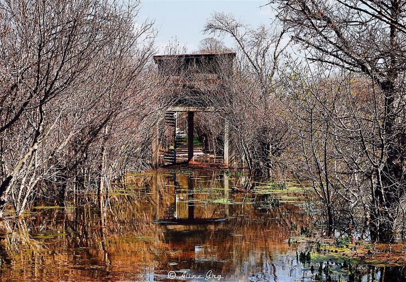 Find your Own Path. 🍃 ammiq  wetland  nature  nofilter  reflection ... (`Ammiq, Béqaa, Lebanon)