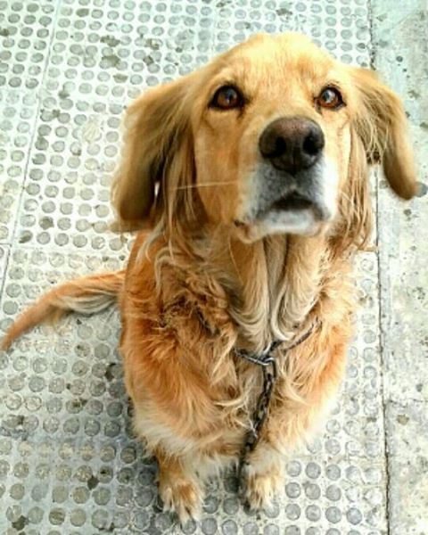 °Find yourself someone who looks at you the same way this dog was looking...