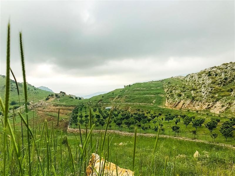 Finding beauty everywhere 🇱🇧 🌿🌲🍃🇱🇧.......... lebanon ... (Jezzîne, Al Janub, Lebanon)