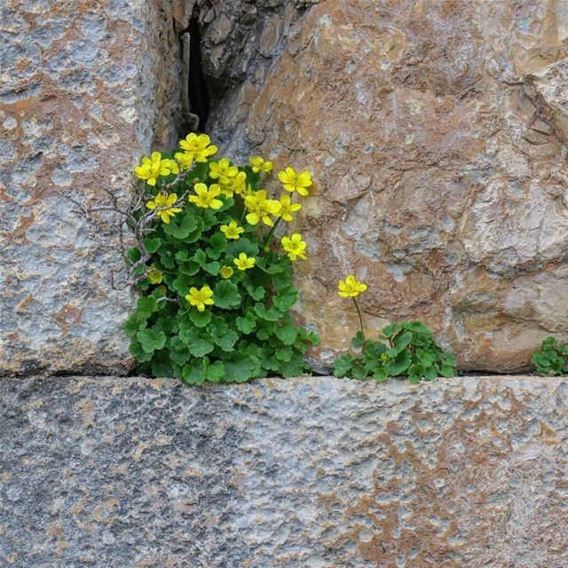 Finding happiness where you least expect it 😊 spring  flowers  rock ...
