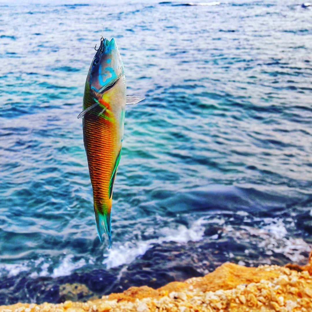 First catch of the day 🐟🎣Good Morning followers ⚘ morning  tuesday ... (Enfé, Liban-Nord, Lebanon)