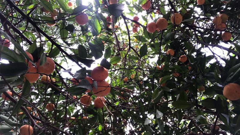 First Christmas Tree for 2018🍊🇱🇧•••• christmastree  nature ... (Tyre, Lebanon)