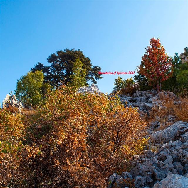 First hint of (pre) Fall Colors found at Jaj... among a Cedar tree, type... (Arez Jaj)