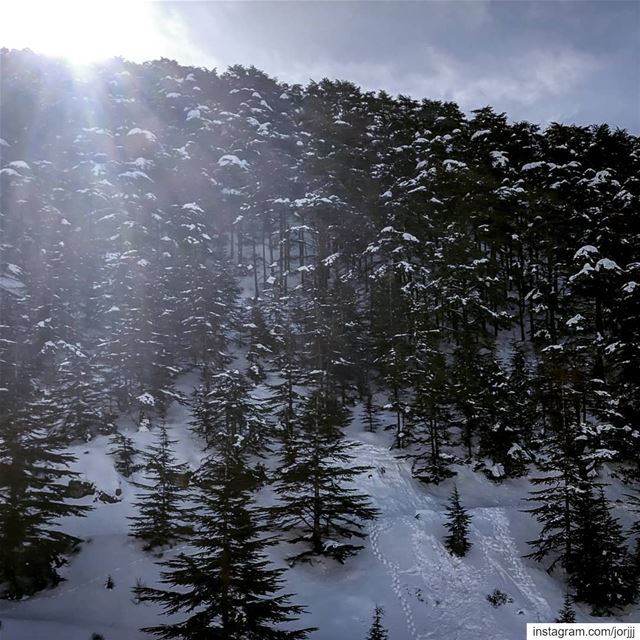 First light... ☀️🏔️🌲❄️..... Lebanon  Cedars  cedartree ... (Bmahray, Mont-Liban, Lebanon)