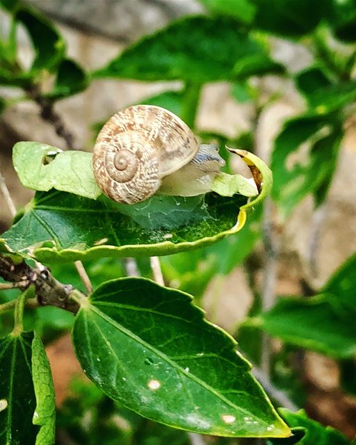First signs of  spring 🌱🐌🌺  livelovelebanon  livelovenature @rssalman (Adma, Mont-Liban, Lebanon)