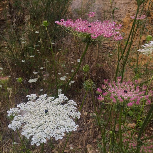 First time (for me) seeing a pink colored flower! Typical mediterranean... (Rayfoun)