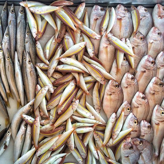 Fish by the sea 🐟🌊☀️ What's for lunch? 😁😁 takeyourpick  (Al Azrak - Byblos Sur Mer)