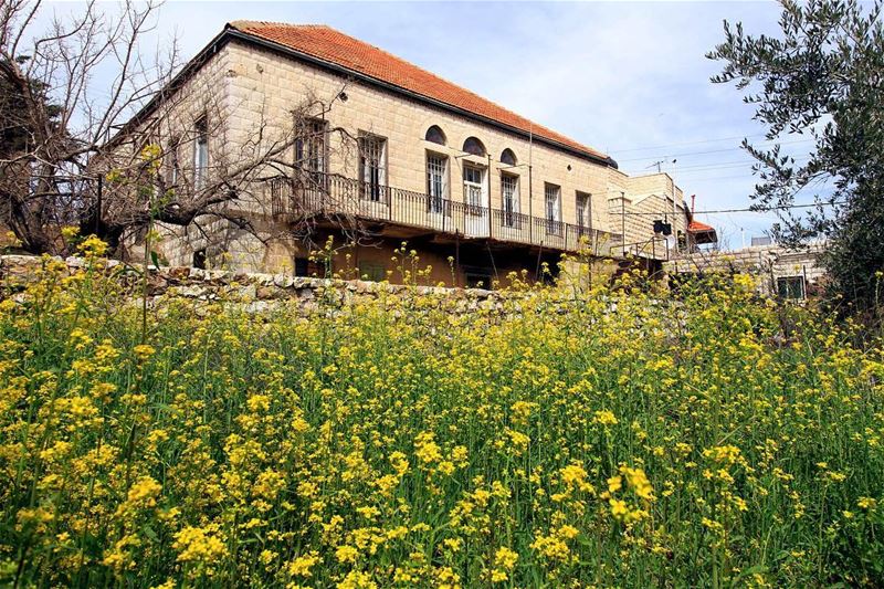 Flashbacks at Rashaya  spring  yellow  flowers  blue  sports  beirut ...