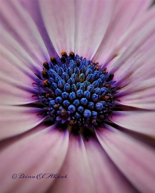 Fleur de la renommée, fleur de la gloire, fleur qui se fane sur-le-champ...