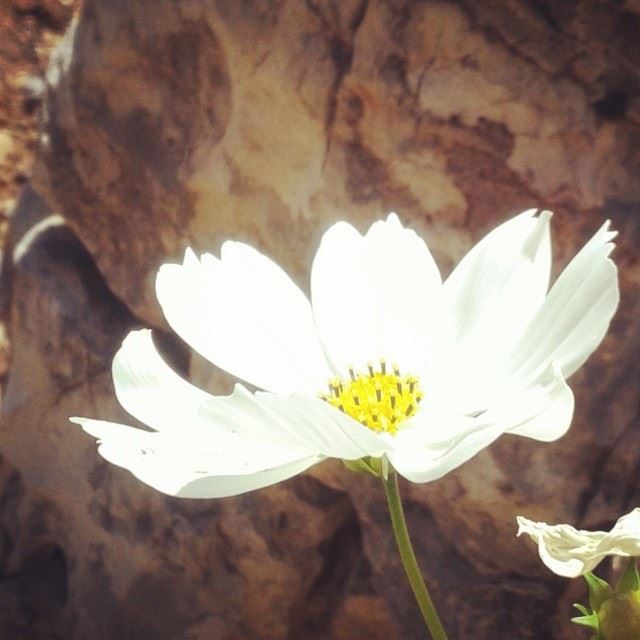 fleurs marguerite flowers nature daisy