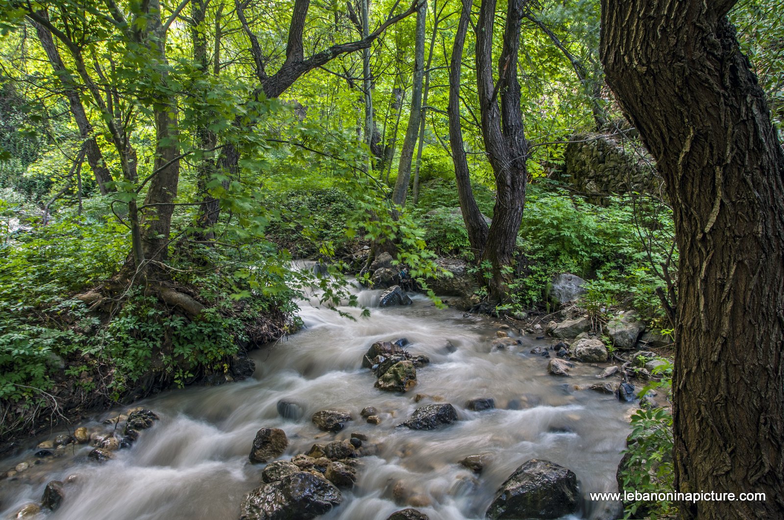 Floating Water Under the Trees (Wadi Qannoubine, North Lebanon)