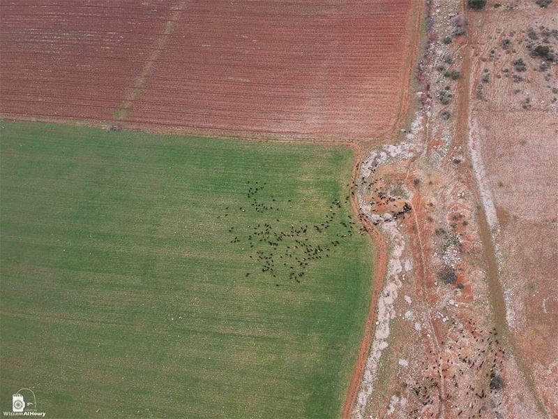  flock sheep mammel takenbywissamalhoury flybywissamalhoury ammiq... (`Ammiq, Béqaa, Lebanon)