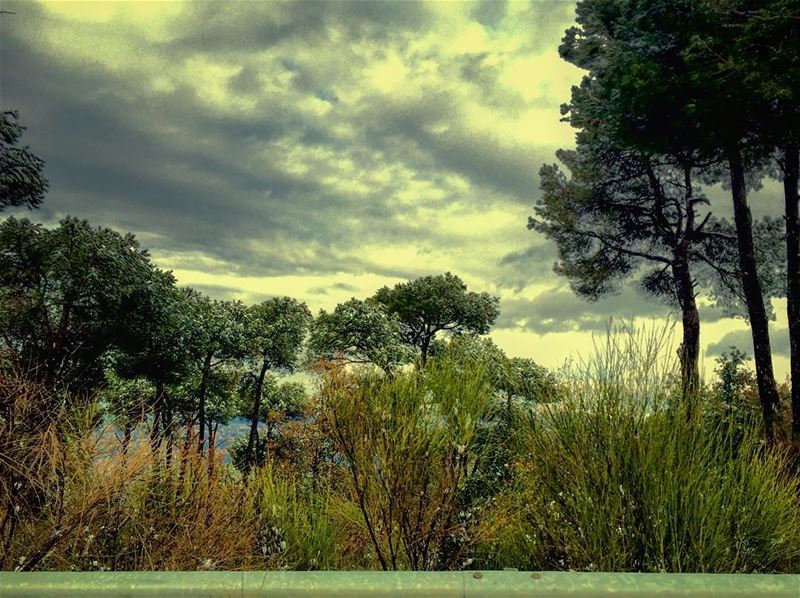 Flora. Lebanon.  flora  flore  roadside  landscape  landscape_captures ...