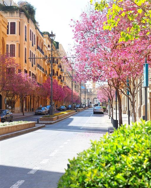 Flores da primavera por toda rua Foch-Allenby, em Beirute, lindamente... (Downtown Beirut)