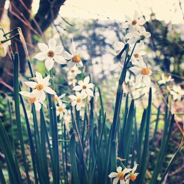  flower  flowers  white  yellow  blur  colors  nature  southlebanon ...