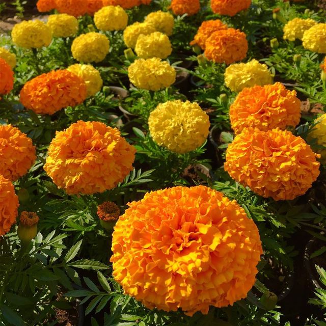  flower  flowerstagram  lebanon  lebanon24  lebanon_hdr  wearelebanon ...