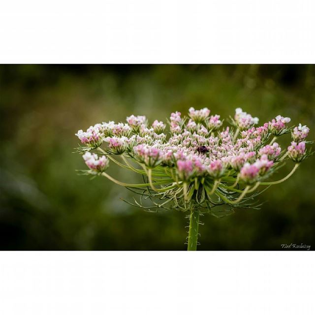  flower  nature  spring  beautiful  flowers  natureshots  springtime ...