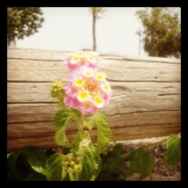 flower nature