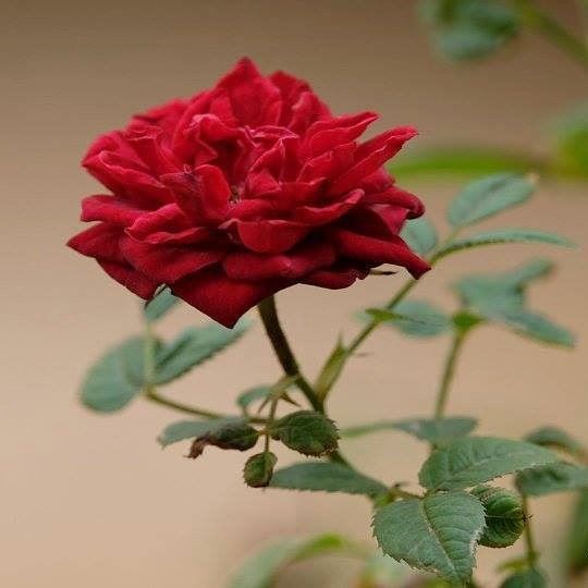  flower of  love  rose 🌹❤ lebanon  walk  relax  photographylovers  view ...