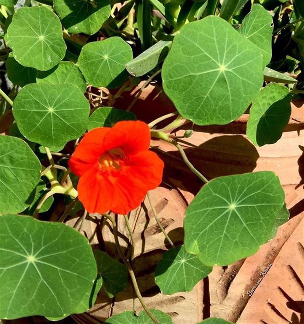  flower  orange  green  spring  today  lebanon ...