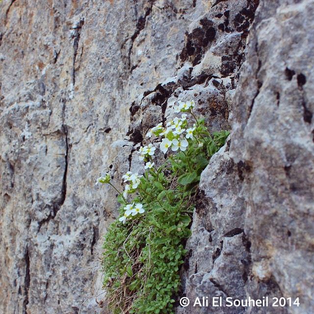  flower  rock  power  life  powerofnature  strong  Lebanon  lebanese ...
