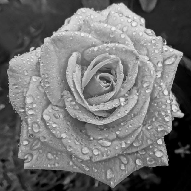  flower rose white rain drops beautiful nature instagram proudlyLebanese...