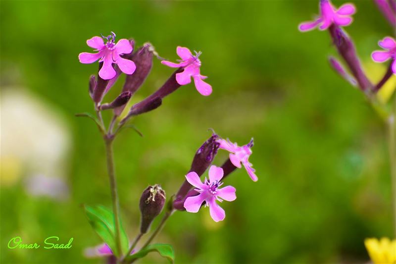  flower  spring  colorful  field  green  purple  lebanon  lebanese ...